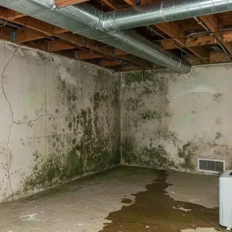 Professional Mold Removal in Lexington, MO